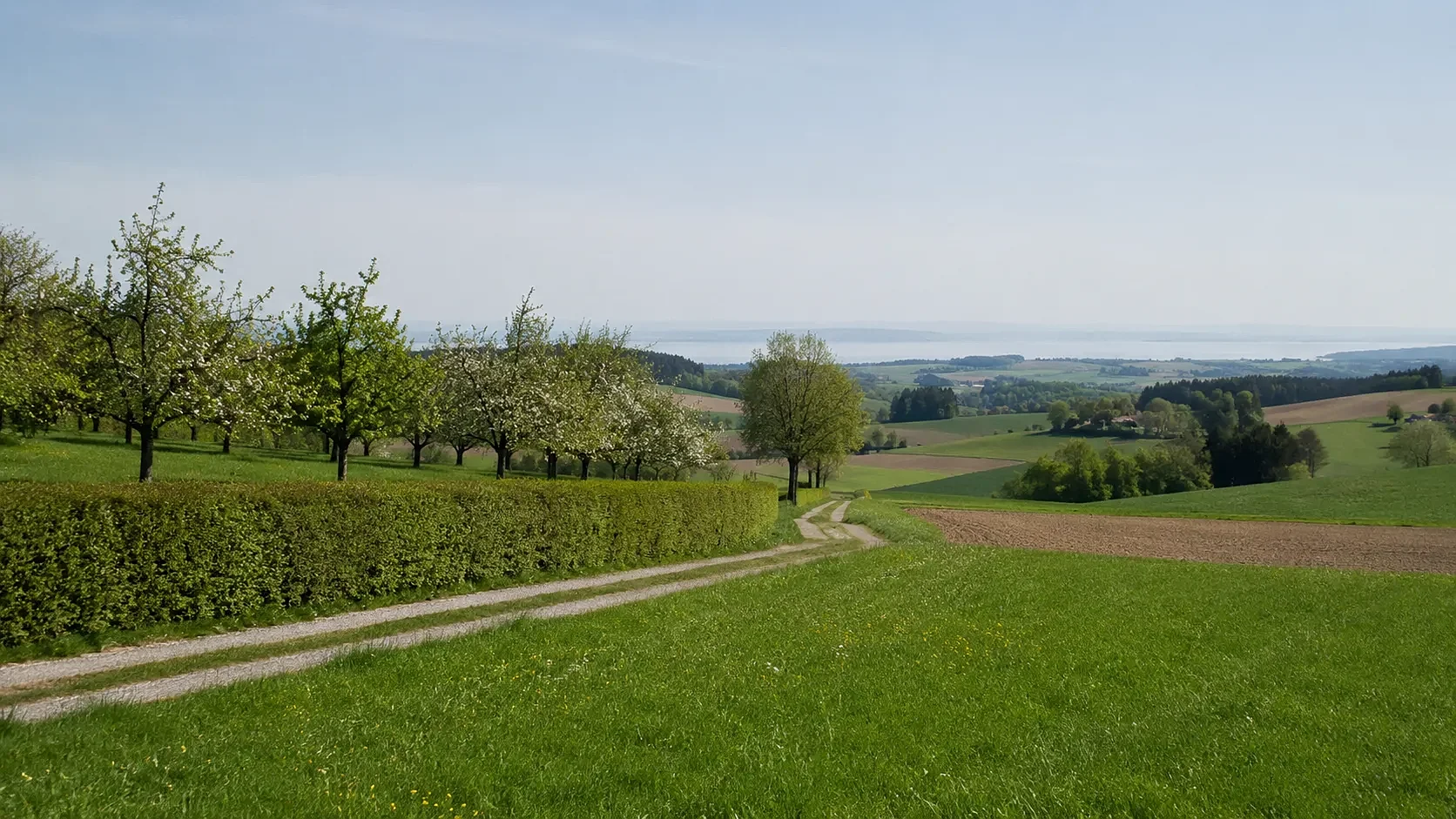Ostschweizer Landschaft bei Erlen mit blühenden Obstbäumen, Hecke und Feldweg, im Hintergrund der Bodensee